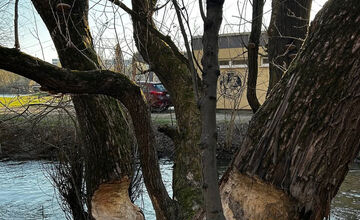 Bobria práca na košickom sídlisku ohrozuje Jazerčanov