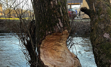Bobria práca na košickom sídlisku ohrozuje Jazerčanov