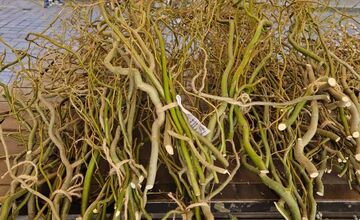 FOTO: Dominikánske námestie ožilo farbami, predajcovia vás vybavia na Veľkú noc