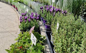 FOTO: Dominikánske námestie ožilo farbami, predajcovia vás vybavia na Veľkú noc