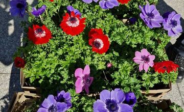 FOTO: Dominikánske námestie ožilo farbami, predajcovia vás vybavia na Veľkú noc
