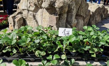 FOTO: Dominikánske námestie ožilo farbami, predajcovia vás vybavia na Veľkú noc