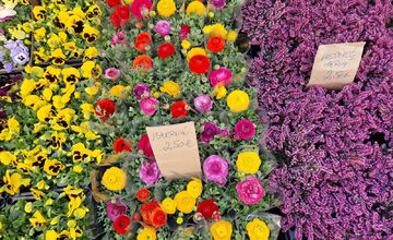 FOTO: Dominikánske námestie ožilo farbami, predajcovia vás vybavia na Veľkú noc