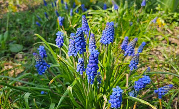 Starosta košického sídliska KVP opäť vynaložil úsilie a vysadil krásne kvetiny po celom sídlisku