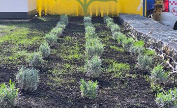 FOTO: Zo zastávky na sídlisku Ťahanovce niekto ukradol levandule