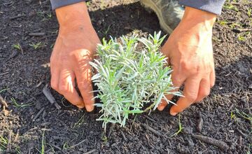 FOTO: Zo zastávky na sídlisku Ťahanovce niekto ukradol levandule