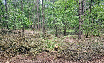 Ťahanovčanom mizne les pred očami