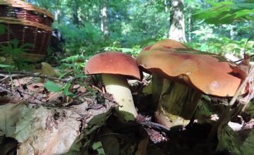 FOTO: Hubári na východe Slovenska opäť skórovali. Domov si odniesli veľkú nádielku