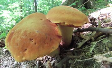 FOTO: Hubári na východe Slovenska opäť skórovali. Domov si odniesli veľkú nádielku