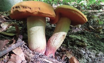 FOTO: Hubári na východe Slovenska opäť skórovali. Domov si odniesli veľkú nádielku