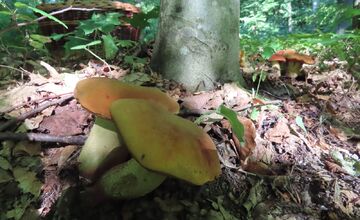 FOTO: Hubári na východe Slovenska opäť skórovali. Domov si odniesli veľkú nádielku