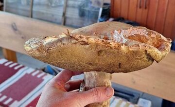 FOTO: Hubári na východe Slovenska opäť skórovali. Domov si odniesli veľkú nádielku