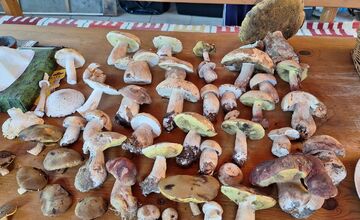 FOTO: Hubári na východe Slovenska opäť skórovali. Domov si odniesli veľkú nádielku