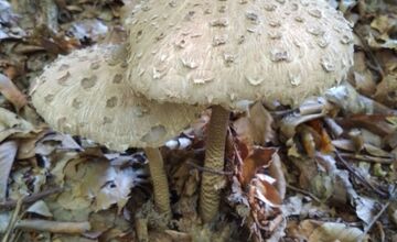 FOTO: Hubári na východe Slovenska opäť skórovali. Domov si odniesli veľkú nádielku