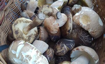 FOTO: Hubári na východe Slovenska opäť skórovali. Domov si odniesli veľkú nádielku