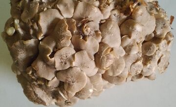 FOTO: Hubári na východe Slovenska opäť skórovali. Domov si odniesli veľkú nádielku