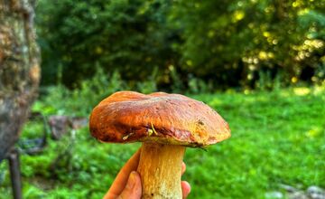 FOTO: Hubári na východe Slovenska opäť skórovali. Domov si odniesli veľkú nádielku