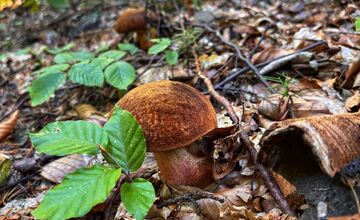 FOTO: Hubári na východe Slovenska opäť skórovali. Domov si odniesli veľkú nádielku