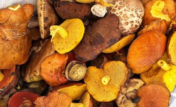 FOTO: Hubári na východe Slovenska opäť skórovali. Domov si odniesli veľkú nádielku