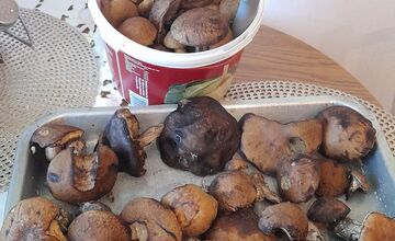 FOTO: Hubári na východe Slovenska opäť skórovali. Domov si odniesli veľkú nádielku