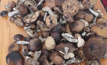 FOTO: Hubári na východe Slovenska opäť skórovali. Domov si odniesli veľkú nádielku