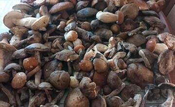 FOTO: Hubári na východe Slovenska opäť skórovali. Domov si odniesli veľkú nádielku