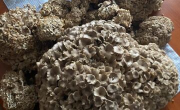 FOTO: Hubári na východe Slovenska opäť skórovali. Domov si odniesli veľkú nádielku