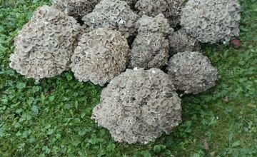 FOTO: Hubári na východe Slovenska opäť skórovali. Domov si odniesli veľkú nádielku