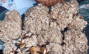 FOTO: Hubári na východe Slovenska opäť skórovali. Domov si odniesli veľkú nádielku