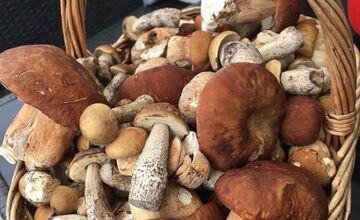 FOTO: Hubári na východe Slovenska opäť skórovali. Domov si odniesli veľkú nádielku