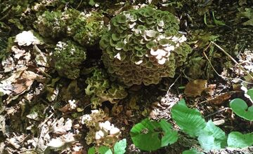 FOTO: Hubári na východe Slovenska opäť skórovali. Domov si odniesli veľkú nádielku