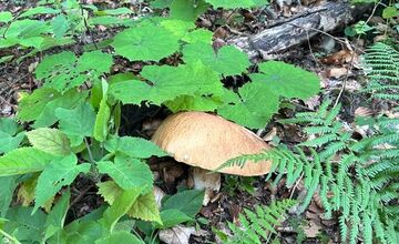 FOTO: Hubári na východe Slovenska opäť skórovali. Domov si odniesli veľkú nádielku