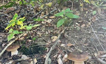 FOTO: Hubári na východe Slovenska opäť skórovali. Domov si odniesli veľkú nádielku