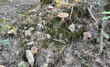 FOTO: Hubári na východe Slovenska opäť skórovali. Domov si odniesli veľkú nádielku