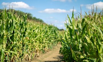 FOTO: Pri Michalovciach vyrástlo kukuričné bludisko