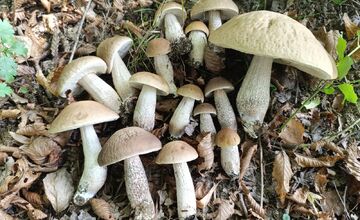 FOTO: Hubárom v okolí Košíc praje počasie 