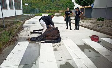 FOTO: Hasiči ratovali koňa v Moldave nad Bodvou