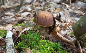 FOTO: V lesoch blízko obce Dargov rastie tento rok rekordný počet húb