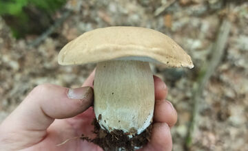 FOTO: V lesoch blízko obce Dargov rastie tento rok rekordný počet húb