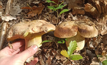 FOTO: V lesoch blízko obce Dargov rastie tento rok rekordný počet húb