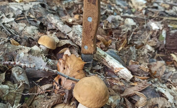 FOTO: V lesoch blízko obce Dargov rastie tento rok rekordný počet húb