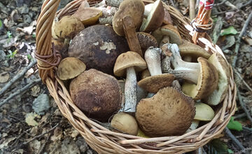 FOTO: V lesoch blízko obce Dargov rastie tento rok rekordný počet húb