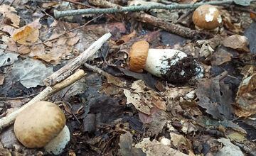 FOTO: V lesoch blízko obce Dargov rastie tento rok rekordný počet húb