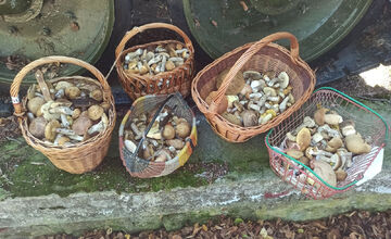 FOTO: V lesoch blízko obce Dargov rastie tento rok rekordný počet húb