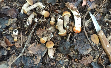 FOTO: V lesoch blízko obce Dargov rastie tento rok rekordný počet húb