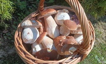 FOTO: Hubárska diagnóza zasiahla východ. Dubáky, smiech aj plné košíky