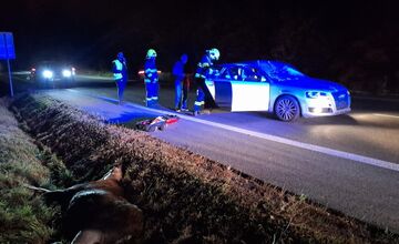 FOTO: Zrážka auta s losom za Košickou Novou Vsou