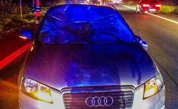 FOTO: Zrážka auta s losom za Košickou Novou Vsou