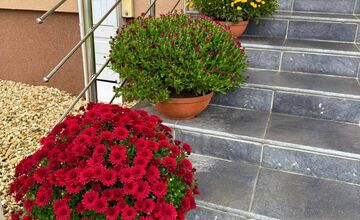 FOTO: Obecný úrad v Zalužiciach zdobia chryzantémy, ktoré darovala rodina