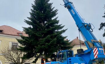 FOTO: Do Michaloviec dorazil vianočný stromček